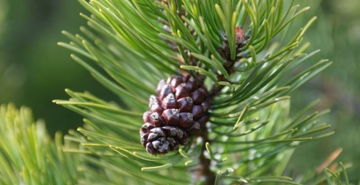 Pinus mugo - © Andrea Persico