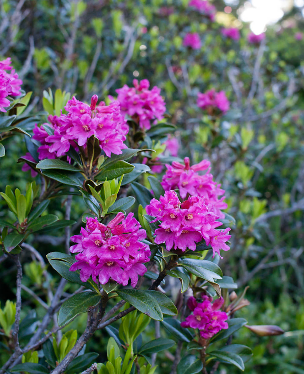 Rhododendron ferrugineum © Matthias Sorg